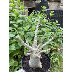 Baobab chacal (adenium arabicum) de 5 ans - AR34