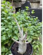 Baobab chacal (adenium arabicum) de 5 ans - AR34