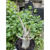 Baobab chacal (adenium arabicum) de 5 ans - AR34
