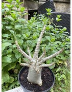 Baobab chacal (adenium arabicum) de 5 ans - AR34