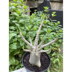 Baobab chacal (adenium arabicum) de 5 ans - AR34