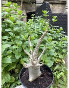 Baobab chacal (adenium arabicum) de 5 ans - AR34