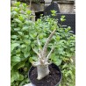 Baobab chacal (adenium arabicum) de 5 ans - AR34