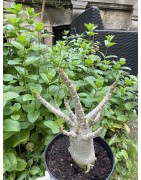 Baobab chacal (adenium arabicum) de 5 ans - AR34