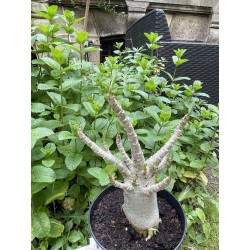 Baobab chacal (adenium arabicum) de 5 ans - AR34