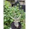 Baobab chacal (adenium arabicum) de 5 ans - AR34