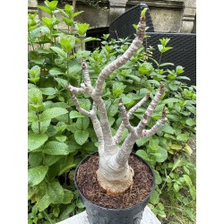 Baobab chacal (adenium arabicum) de 5 ans - AR35
