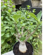 Baobab chacal (adenium arabicum) de 5 ans - AR36