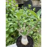Baobab chacal (adenium arabicum) de 5 ans - AR36