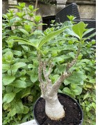 Baobab chacal (adenium arabicum) de 5 ans - AR36