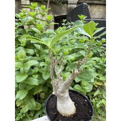 Baobab chacal (adenium arabicum) de 5 ans - AR36
