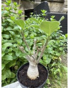 Baobab chacal (adenium arabicum) de 5 ans - AR36