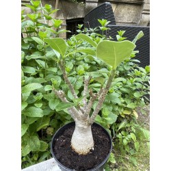 Baobab chacal (adenium arabicum) de 5 ans - AR36