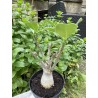 Baobab chacal (adenium arabicum) de 5 ans - AR36