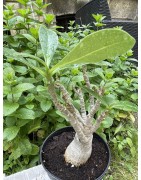 Baobab chacal (adenium arabicum) de 5 ans - AR36