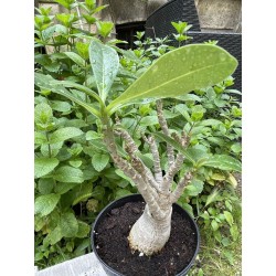 Baobab chacal (adenium arabicum) de 5 ans - AR36