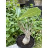 Baobab chacal (adenium arabicum) de 5 ans - AR36