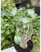 Baobab chacal (adenium arabicum) de 5 ans - AR36