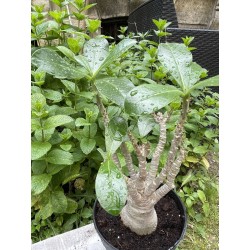 Baobab chacal (adenium arabicum) de 5 ans - AR36