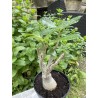 Baobab chacal (adenium arabicum) de 5 ans - AR36