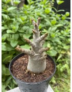 Baobab chacal (adenium arabicum) de 3 ans - AR37