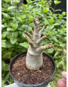 Baobab chacal (adenium arabicum) de 3 ans - AR37