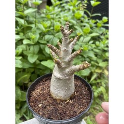 Baobab chacal (adenium arabicum) de 3 ans - AR37