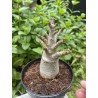 Baobab chacal (adenium arabicum) de 3 ans - AR37