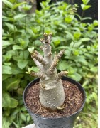 Baobab chacal (adenium arabicum) de 3 ans - AR37