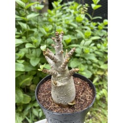Baobab chacal (adenium arabicum) de 3 ans - AR37