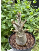 Baobab chacal (adenium arabicum) de 3 ans - AR37
