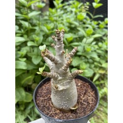 Baobab chacal (adenium arabicum) de 3 ans - AR37