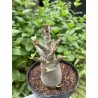 Baobab chacal (adenium arabicum) de 3 ans - AR37
