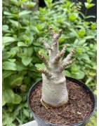 Baobab chacal (adenium arabicum) de 3 ans - AR37