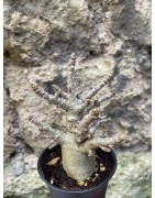 Baobab chacal (adenium arabicum) de 3 ans - AR76