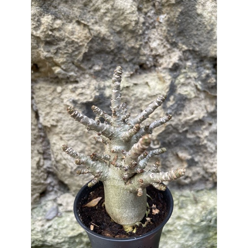 Baobab chacal (adenium arabicum) de 3 ans - AR76 Baobab chacal (adenium arabicum) de 3 ans - AR76