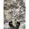 Baobab chacal (adenium arabicum) de 3 ans - AR76