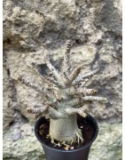 Baobab chacal (adenium arabicum) de 3 ans - AR76
