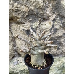 Baobab chacal (adenium arabicum) de 3 ans - AR76