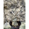 Baobab chacal (adenium arabicum) de 3 ans - AR76