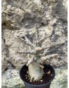 Baobab chacal (adenium arabicum) de 3 ans - AR76