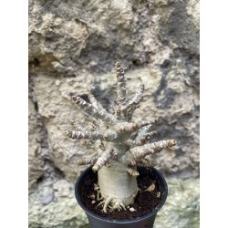 Baobab chacal (adenium arabicum) de 3 ans - AR76
