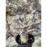 Baobab chacal (adenium arabicum) de 3 ans - AR76