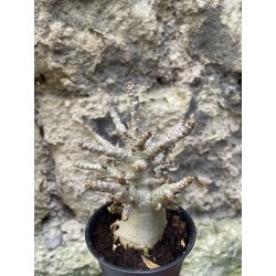 Baobab chacal (adenium arabicum) de 3 ans - AR76