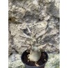 Baobab chacal (adenium arabicum) de 3 ans - AR76