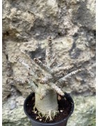 Baobab chacal (adenium arabicum) de 3 ans - AR76