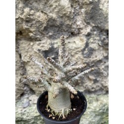 Baobab chacal (adenium arabicum) de 3 ans - AR76
