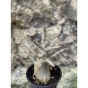 Baobab chacal (adenium arabicum) de 3 ans - AR76