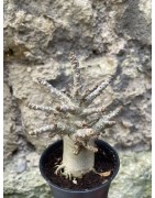 Baobab chacal (adenium arabicum) de 3 ans - AR76