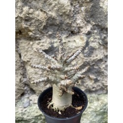 Baobab chacal (adenium arabicum) de 3 ans - AR76